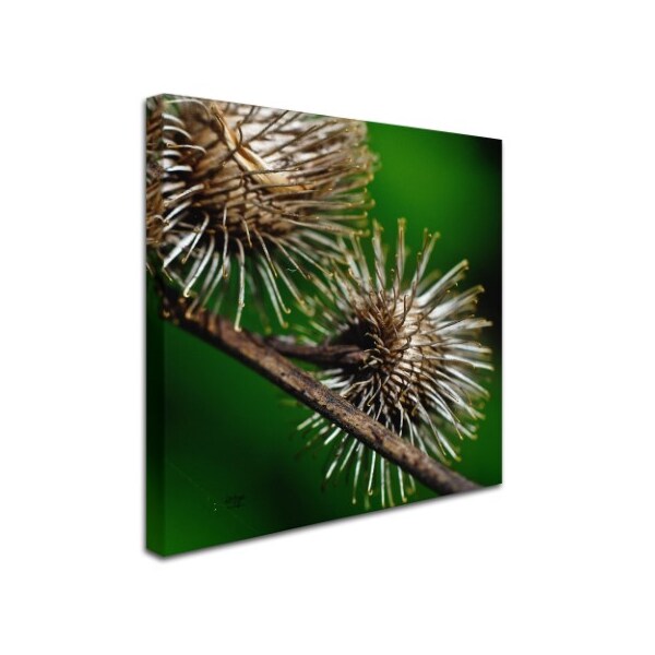 Lois Bryan 'Prickly Square Format' Canvas Art,18x18